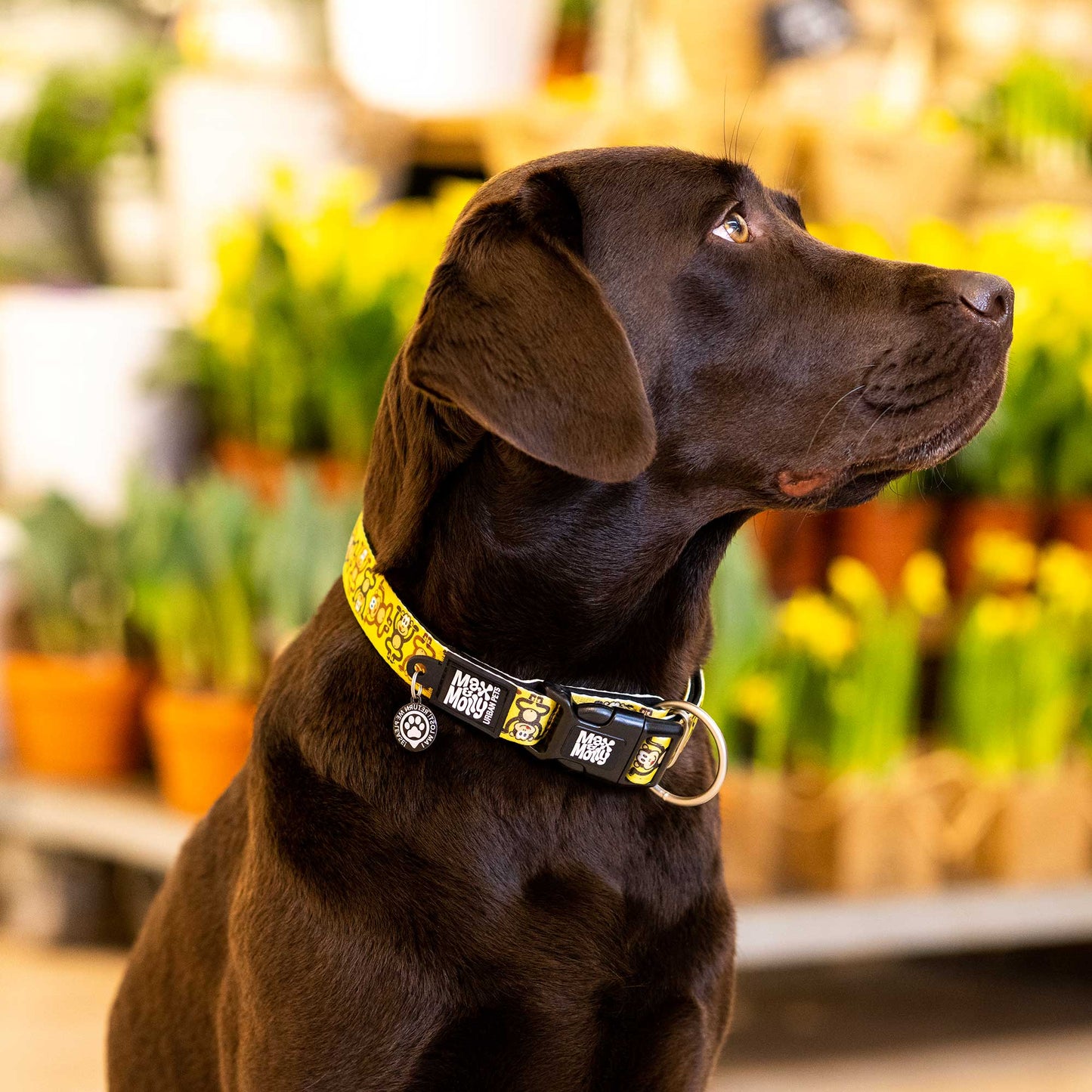 Gotcha! Smart ID Collar - Monkey Maniac